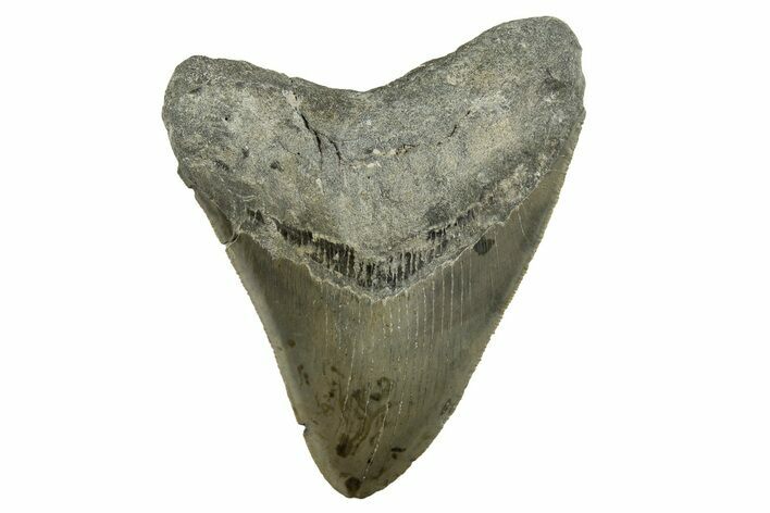 Serrated, Fossil Megalodon Tooth - North Carolina #308577